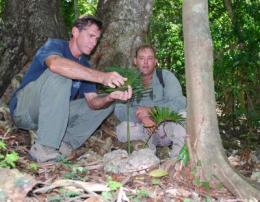 UOG Professor Thomas Marler (left) and Navy Natural Resources Specialist Paul Wenninger inspect a healthy fadang plant growing safely in the Navy's conservation planting in Tinian.