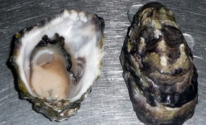 oysters