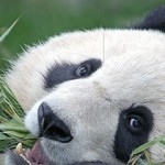 panda