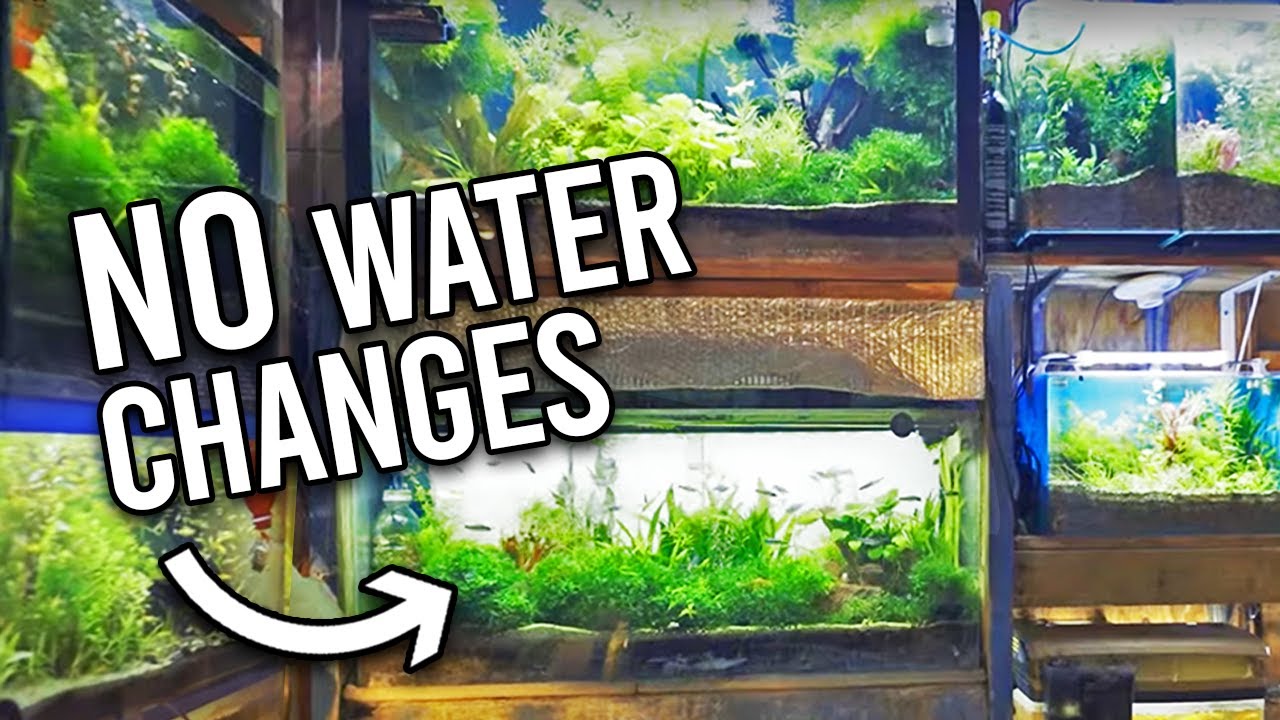 Aquarium No Water Changes?! • Edel Alon