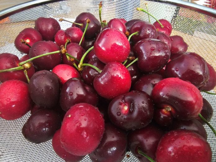 UPick Cherries in Brentwood, California Your Ultimate Guide! • Edel Alon